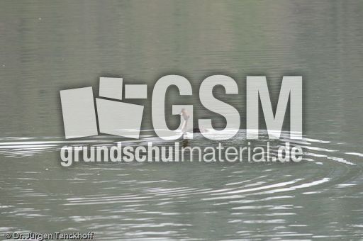 Haubentaucher (8 von 22).jpg